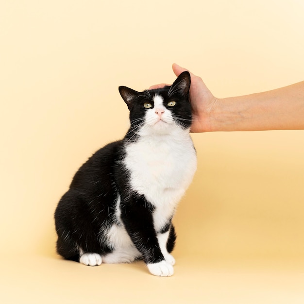 Adorable black and white kitty with monochrome wall behind her