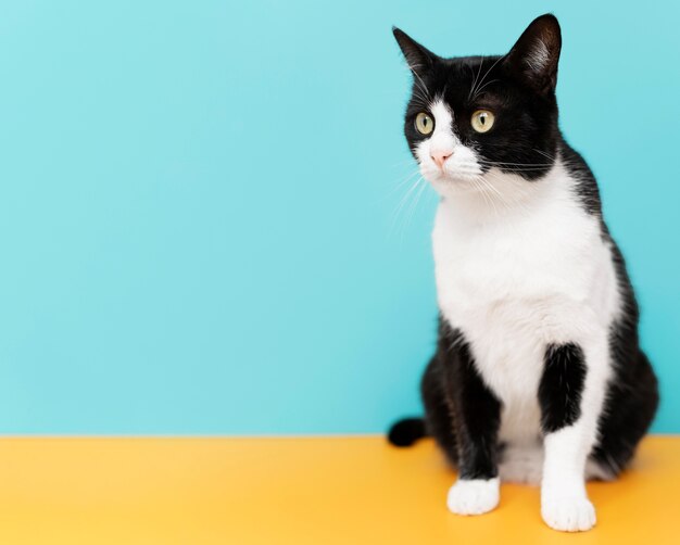 Adorable black and white kitty with monochrome wall behind her