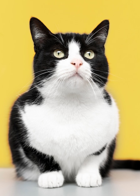 Adorable black and white kitty with monochrome wall behind her