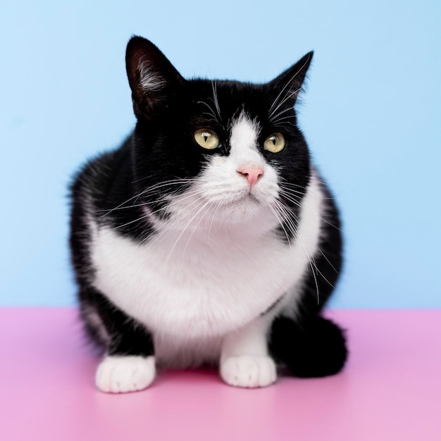 Adorable black and white kitty with monochrome wall behind her