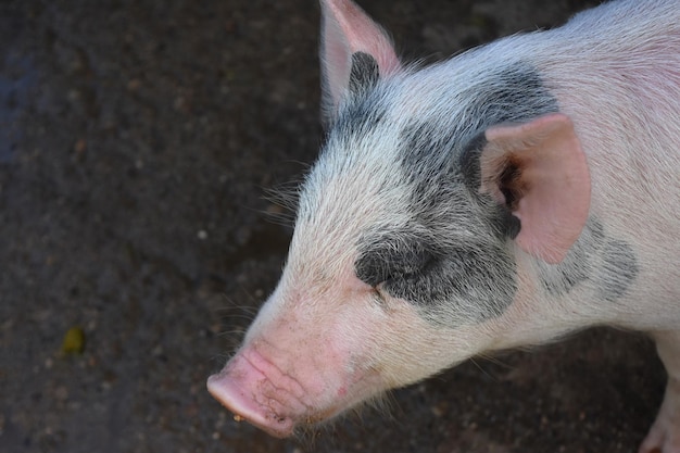 Adorable black and whtie piglet with a pink snout and ears.