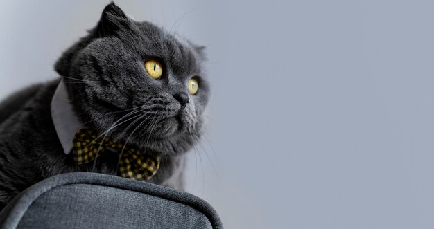 Adorable british shorthair kitty with monochrome wall behind her