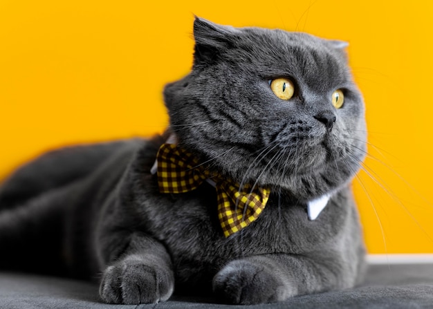 Adorable british shorthair kitty with monochrome wall behind her