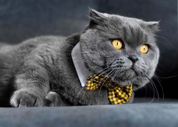 Free photo adorable british shorthair kitty with monochrome wall behind her