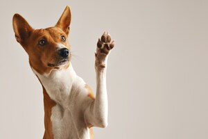 adorable brown and white basenji dog smiling and giving a high five isolated on white
