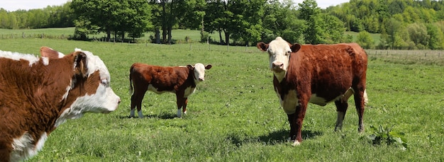 Adorable brown cows on the grass field surrounded by trees