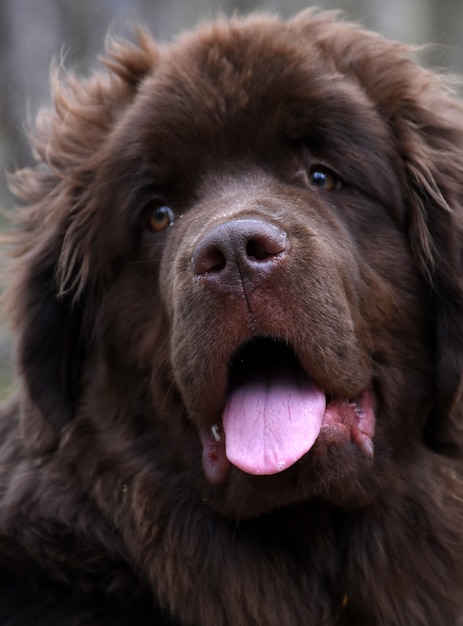 愛らしい茶色の鼻とふわふわの茶色のニューファンドランド犬