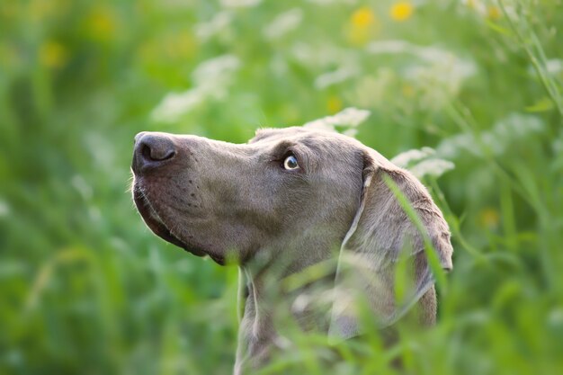 Adorable brown Weimaraner dog in nature