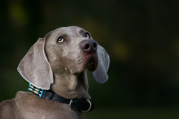 사랑스러운 갈색 Weimaraner 개