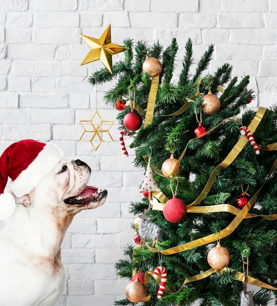 Adorable Bulldog puppy standing next to a Christmas tree