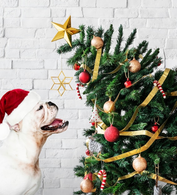 무료 사진 크리스마스 트리 옆에 서있는 사랑스러운 불독 강아지