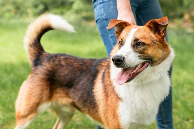 自然の中で散歩を楽しむ愛らしい犬