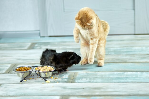猫がオーナーからヨーグルトを食べてくれるように頼む プレミアム写真
