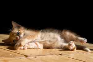 Free photo adorable cat lying on the wooden floor on the black surface