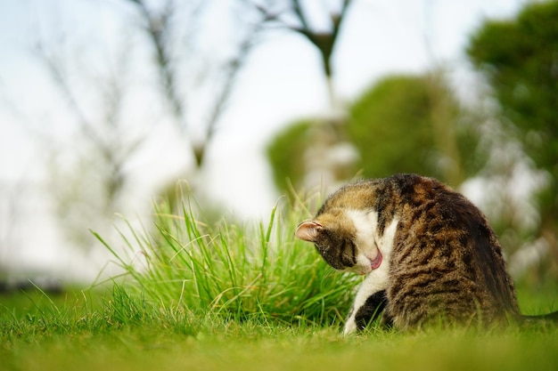 Adorable cat playing in a green grassy field at sunset