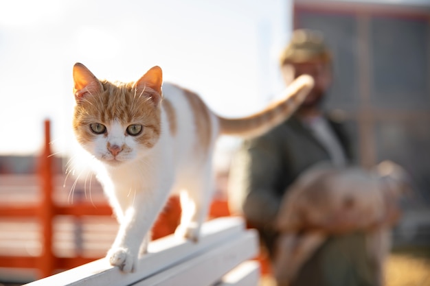 農場で自由に歩き回る愛らしい猫