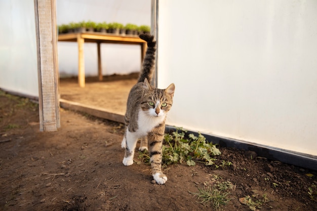 Foto gratuita adorabile gatto che vaga libero alla fattoria