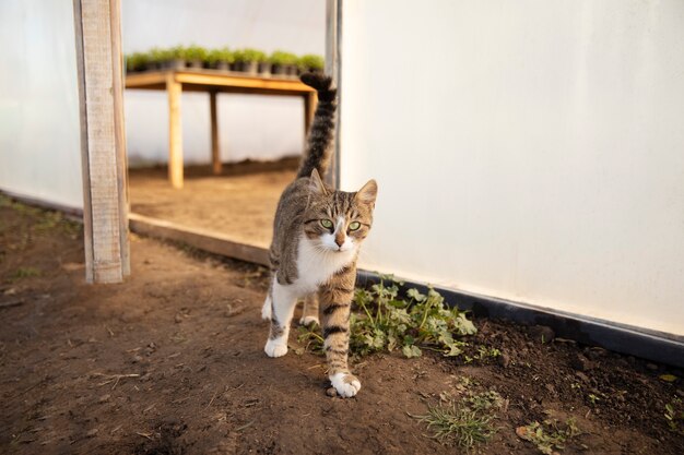 Adorable cat roaming free at the farm