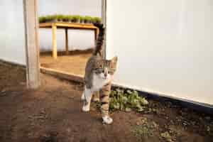 Free photo adorable cat roaming free at the farm