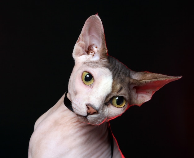 Adorable cat without hair