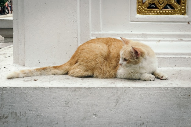 愛らしい猫