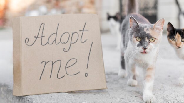 Adorable cats outdoors with adopt me sign