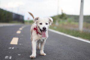 adorable cheerful domestic dog with a red buckle collar standing on the road