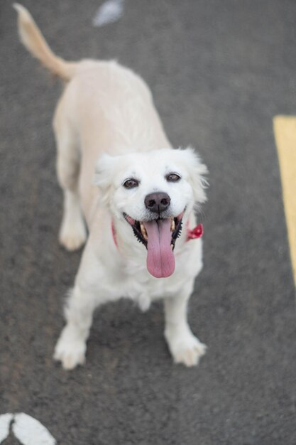 Прелестная жизнерадостная домашняя собака с красным ошейником с пряжкой, стоящая на дороге
