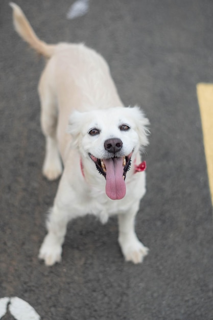 Adorable cheerful domestic dog with a red buckle collar standing on the road