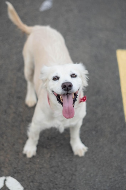 道路に立っている赤いバックルの首輪を持つ愛らしい陽気な飼い犬