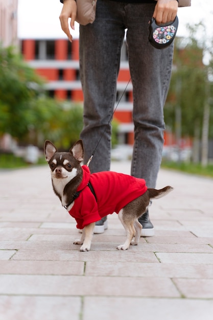 Adorabile cane chihuahua fuori durante una passeggiata