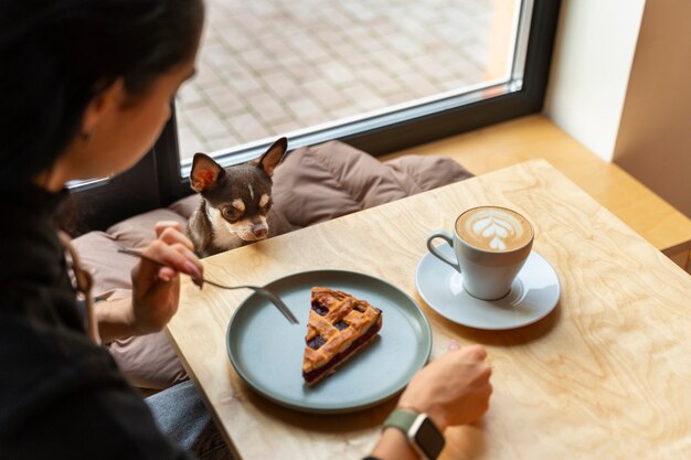 Adorable chihuahua dog with female owner