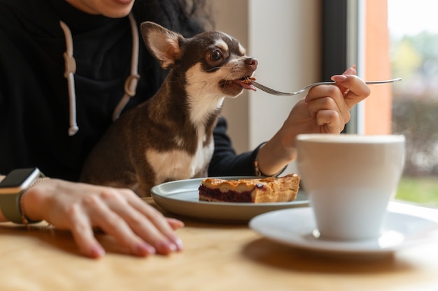 女性の所有者と愛らしいチワワ犬