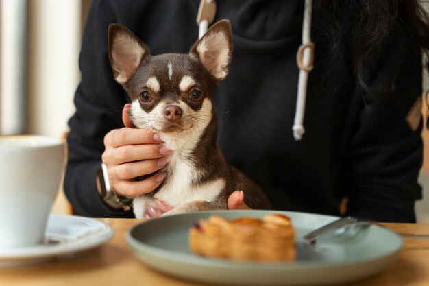 女性の所有者と愛らしいチワワ犬