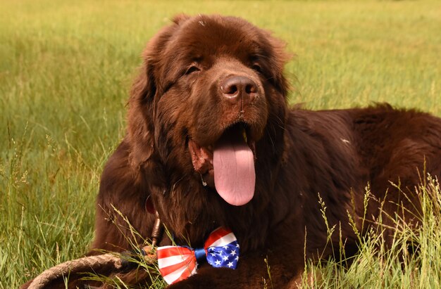 사랑스러운 초콜릿 브라운 뉴펀들랜드 개는 애국적인 나비 넥타이로 풀밭에 누워 있습니다.