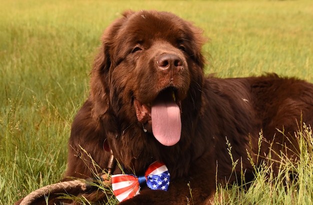 Бесплатное фото Очаровательная шоколадно-коричневая собака ньюфаундленда лежит в траве с патриотическим галстуком-бабочкой.