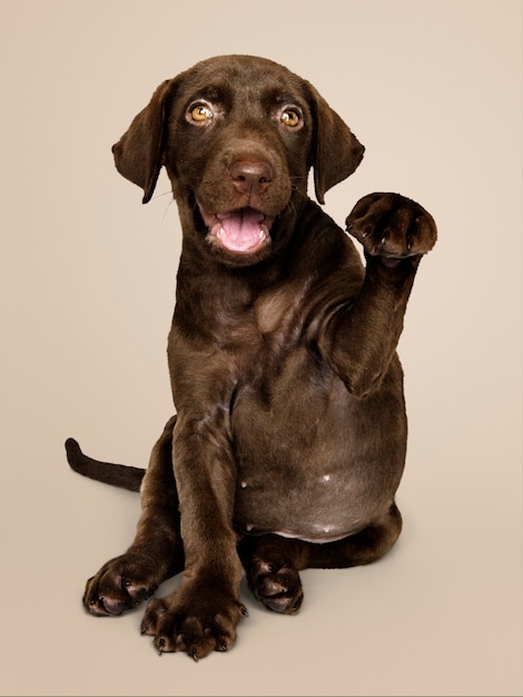 Foto gratuita ritratto adorabile del cioccolato labrador retriever