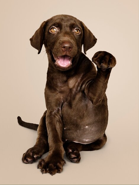 Adorable chocolate Labrador Retriever portrait