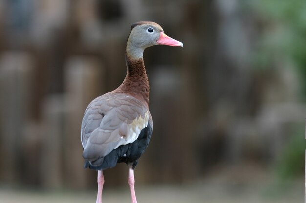 Adorable and colorful duck in the zoo