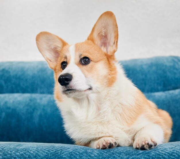 파란색 소파에 누워 있는 사랑스러운 Corgi 개