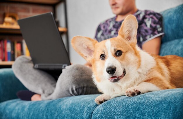 彼の愛する所有者と一緒にソファで休んでいる愛らしいコーギー犬