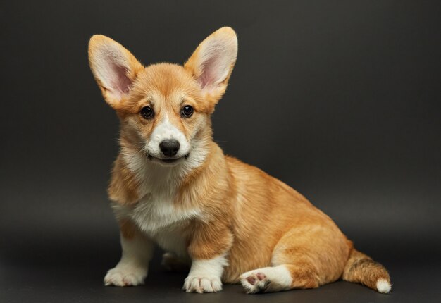 プレミアムベクター ベクタースケッチイラスト かわいいコーギー犬の肖像画
