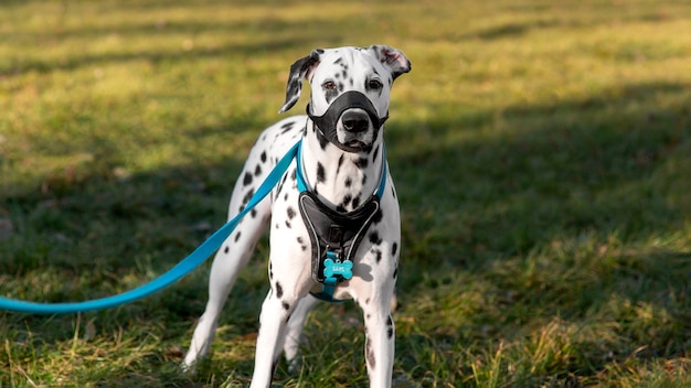Adorabile cane dalmata con la museruola all'aperto