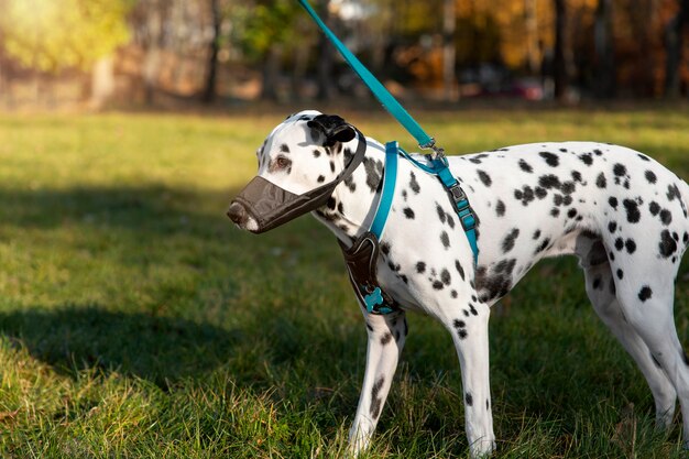 Adorable dalmatian dog with muzzle outdoors