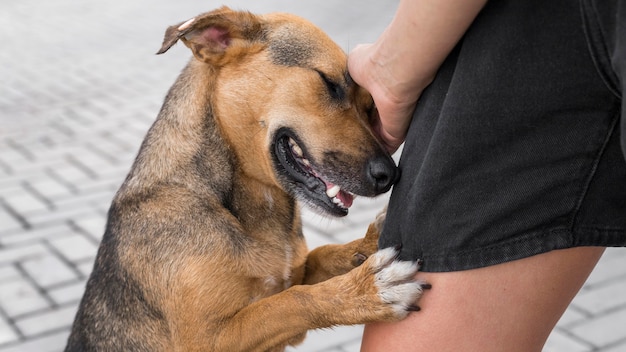 Бесплатное фото Очаровательная собака в приюте, демонстрируя привязанность