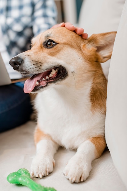 愛らしい犬が女性にペット