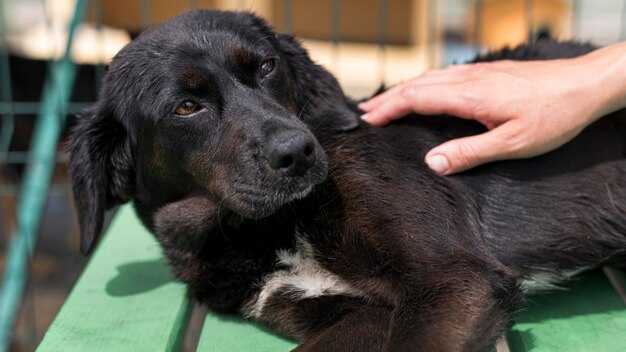 Adorable dog being pet at the shelter