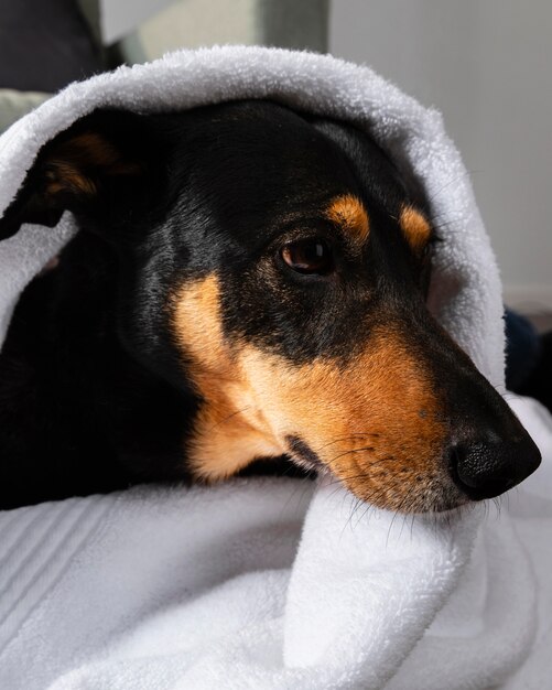 Очаровательная собака, покрытая полотенцем
