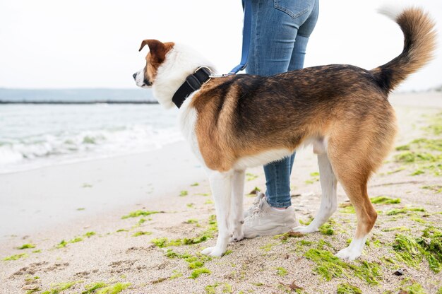 自然の中の散歩を楽しむ愛らしい犬