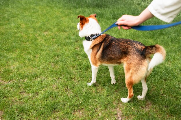 公園で散歩を楽しむ愛らしい犬